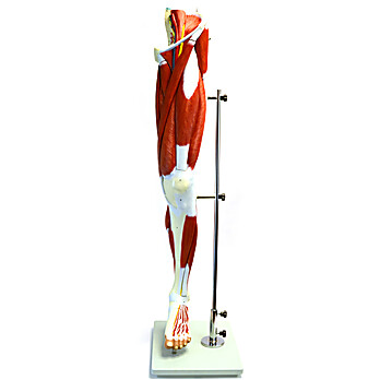 Human Muscular Leg Model