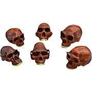 Prehistoric Skull Replicas Set