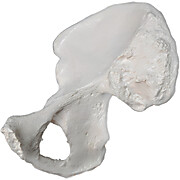 Hip Bone Model