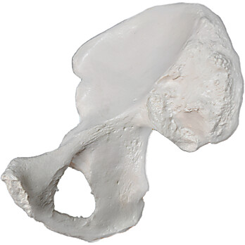 Hip Bone Model