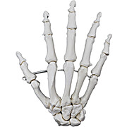 Articulated Skeletal Hand Model