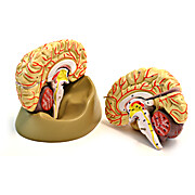 Human Brain Model with Arteries