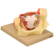 Enlarged Human Eye in Bony Orbit Model