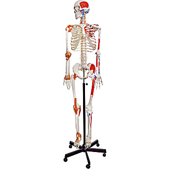 Human Painted Ligamentary Skeleton Model