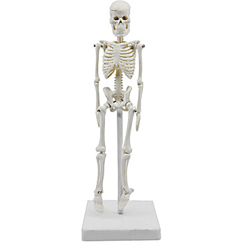 Miniature Human Skeleton Model