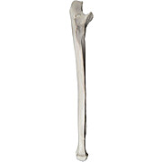 Ulna Bone Model
