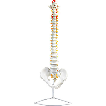 Human Spine Model