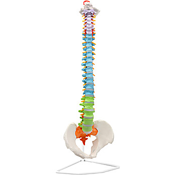 Didactic Human Spine with Pelvis Model