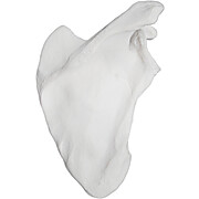 Scapula Bone Model