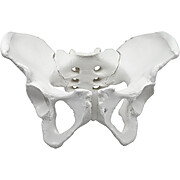 Female Pelvis Model