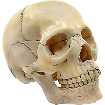 Half Size Didactic Skull Model with Magnetic Parts