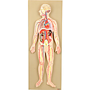 Half Size Human Circulatory System Model