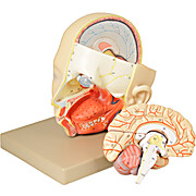 Human Head with Brain Model