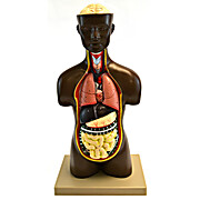 Half-Size Unisex Human Torso with Head - African American