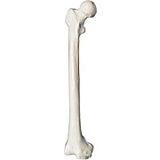 Femur Bone Model