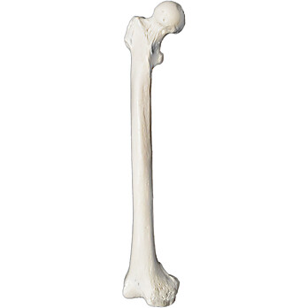 Femur Bone Model