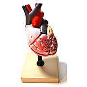 Heart Model