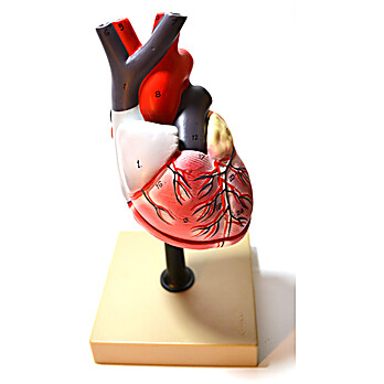 Heart Model
