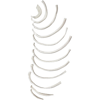 Disarticulated Rib Bones, Half Set