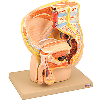 Male Pelvis Section Model