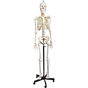 Flexible Human Skeleton Model