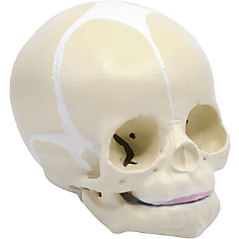 Infant Skull Model