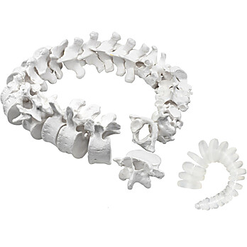 Disarticulated Human Spine Model, 47 Parts