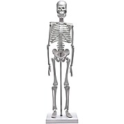Miniature Human Skeleton Model