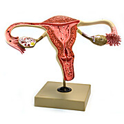 Female Reproductive System Model