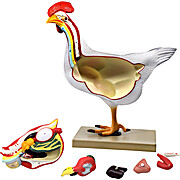 Chicken (Hen) Anatomy Model