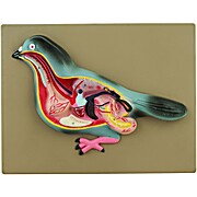 Pigeon Dissection Model