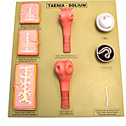 Tapeworm / Taenia - Solium Model