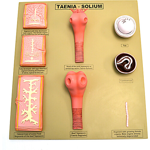 タエニア　TAENIA Tapeworm / Taenia - Solium Model