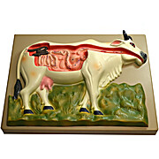 Cow Digestive System Model