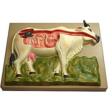 Cow Digestive System Model