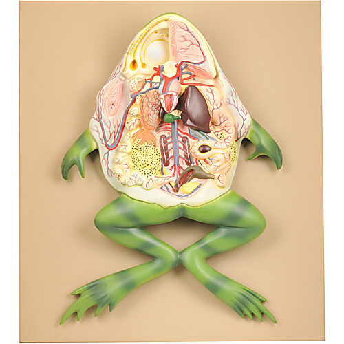 Frog Dissection Model