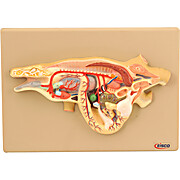 Lizard Dissection Model