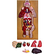 Pig Dissection Model