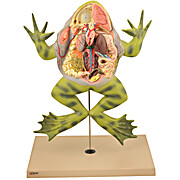 Bullfrog Dissection Model