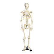Skeleton Model for the study of physiology, size 34inches or 85cm with support stand