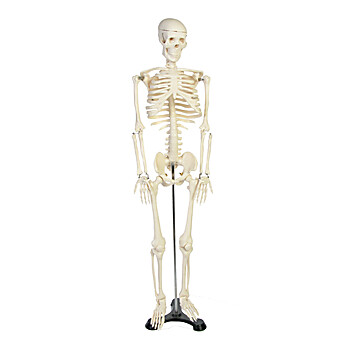 Skeleton Model for the study of physiology, size 34inches or 85cm with support stand