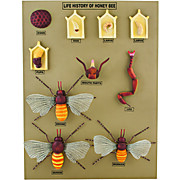 Honey Bee Life Cycle Model