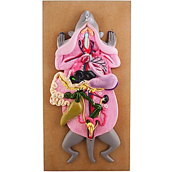 Rat Dissection Model
