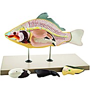 Carp (Fish) Model