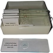Prepared Microscope Slide Set Comparative Plant Anatomy