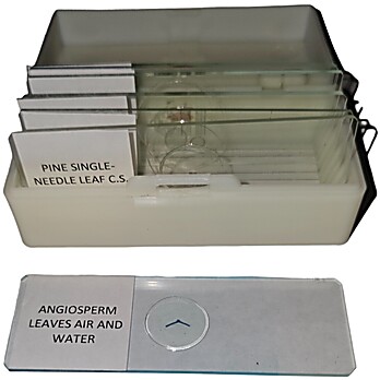 Prepared Microscope Slide Set Comparative Plant Anatomy