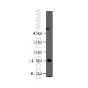 CHRAC1 Rabbit Polyclonal Antibody (12126-2-AP)