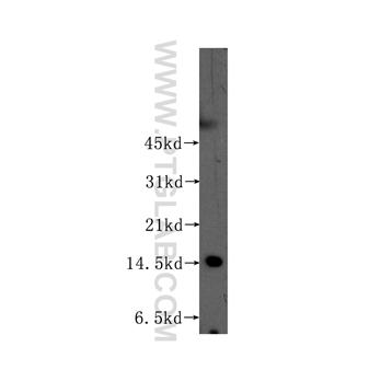 CHRAC1 Rabbit Polyclonal Antibody (12126-2-AP)