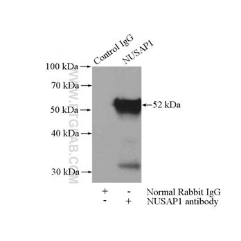 NUSAP1 Rabbit Polyclonal Antibody (12024-1-AP)