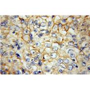 BSG Rabbit Polyclonal Antibody (11989-1-AP)
